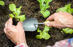 gardening